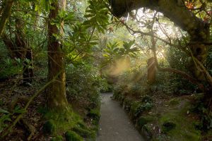 A path leads through the jungle at The Lost Gardens of Heligan, within driving distance of Highcliffe Holidays.