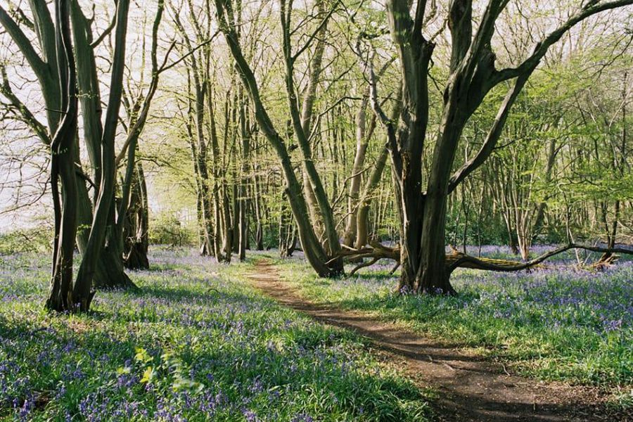 A dirt path leads through trees and woodland flowers near Highcliffe Holidays.