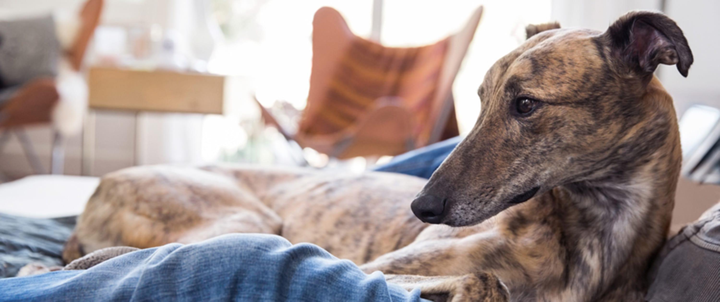 A dog lies on its owner's lap in a cosy Highcliffe Holiday cottage.